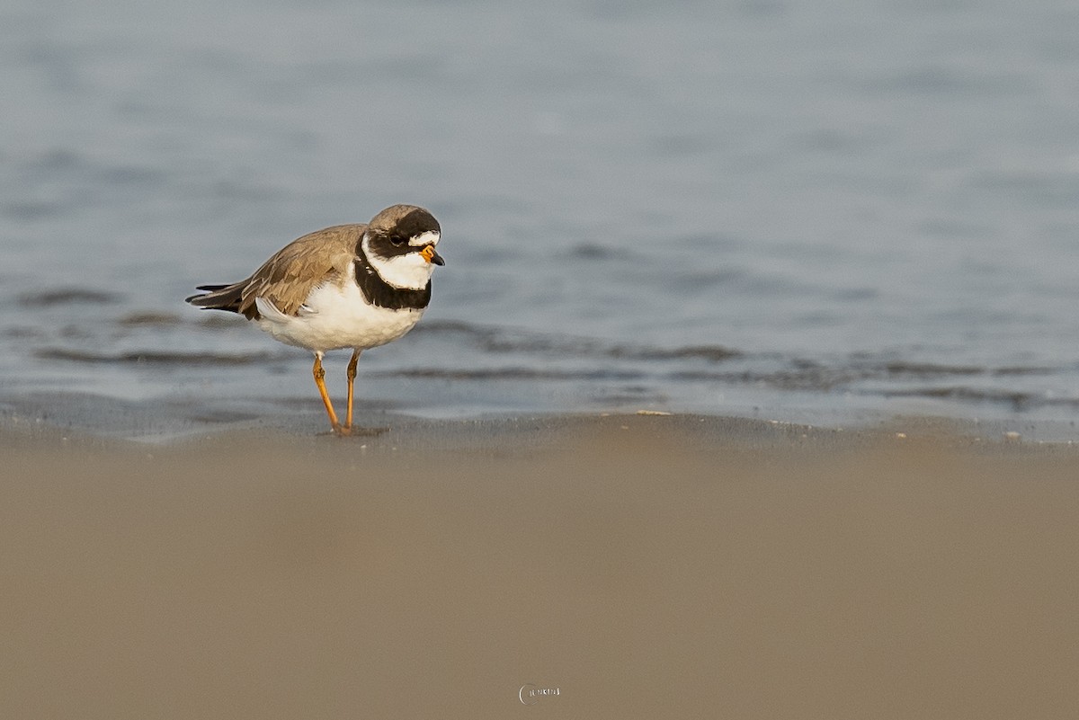 Semipalmated Plover - Carlos Jenkins