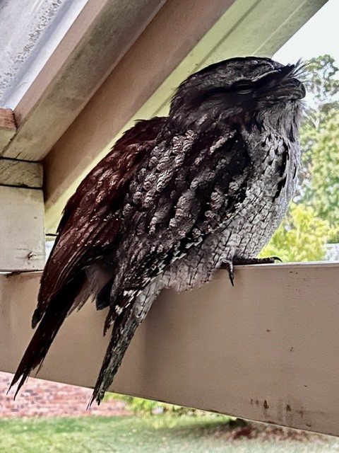 Tawny Frogmouth - ML563848111