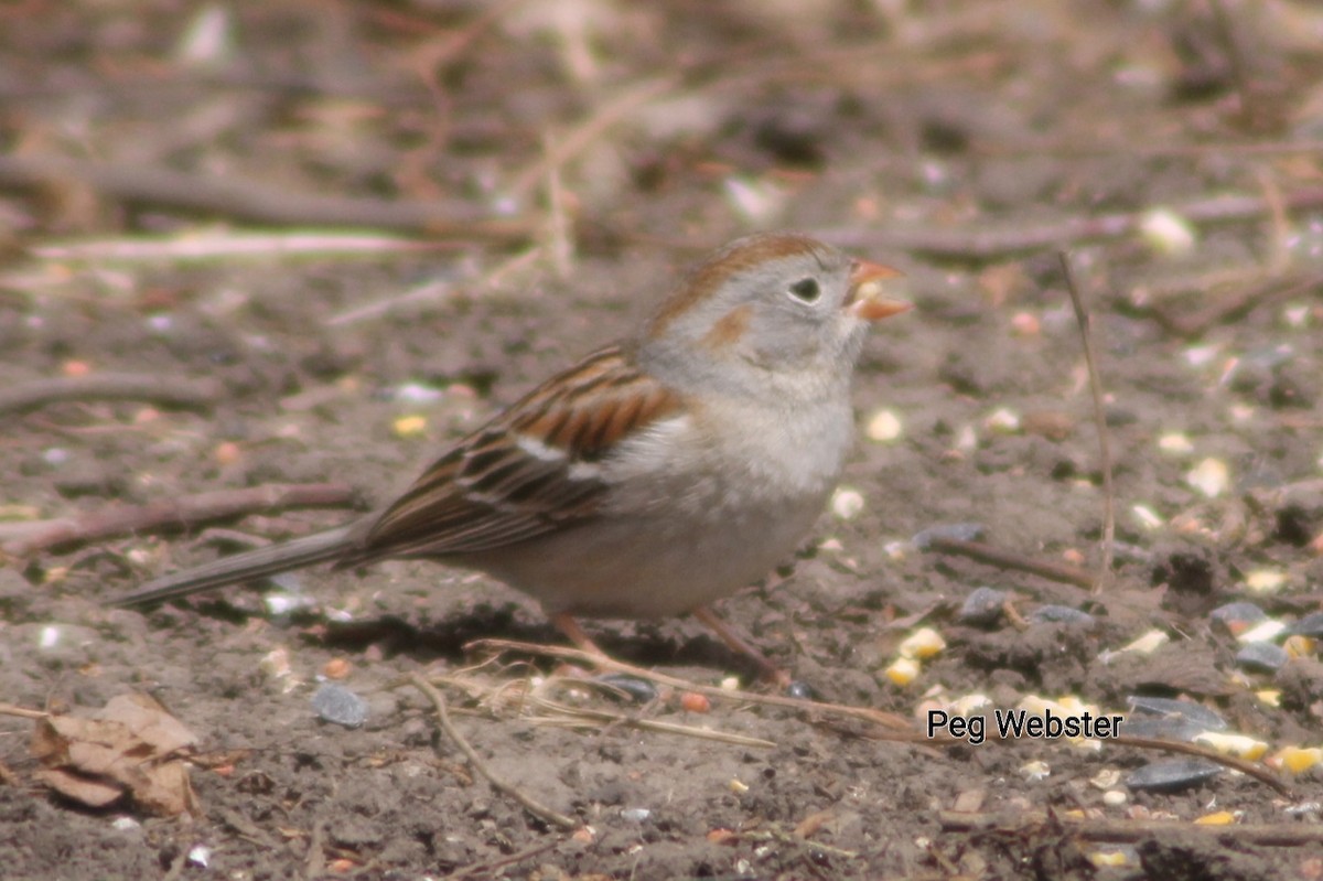 Field Sparrow - ML563848741