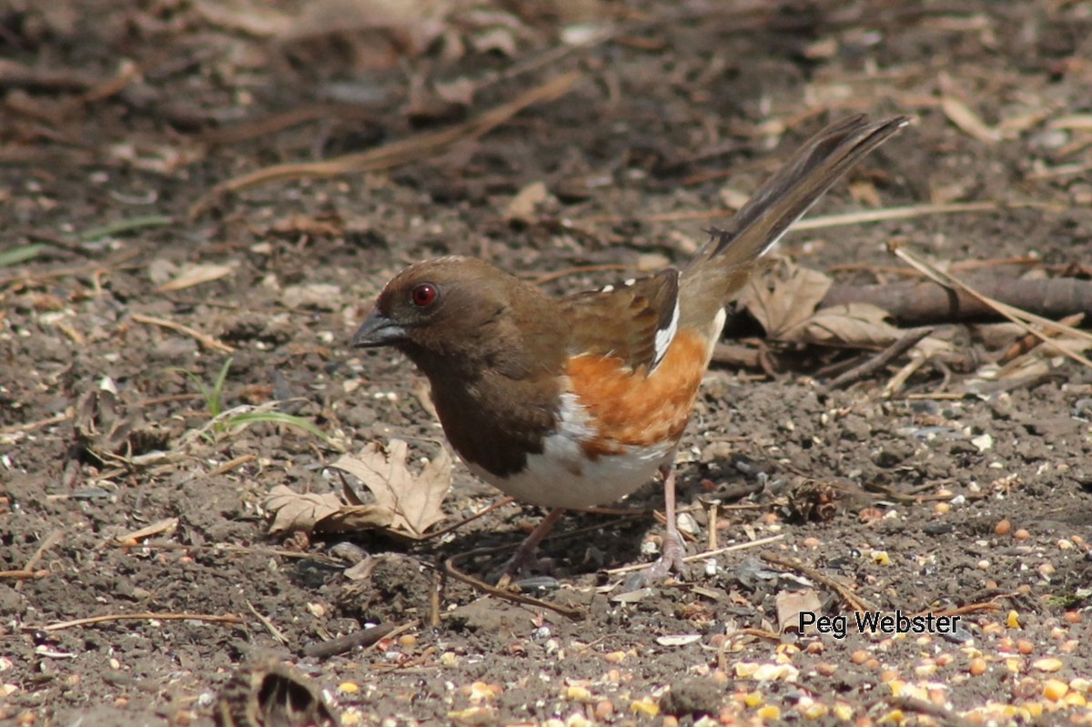 Spotted Towhee - ML563848841