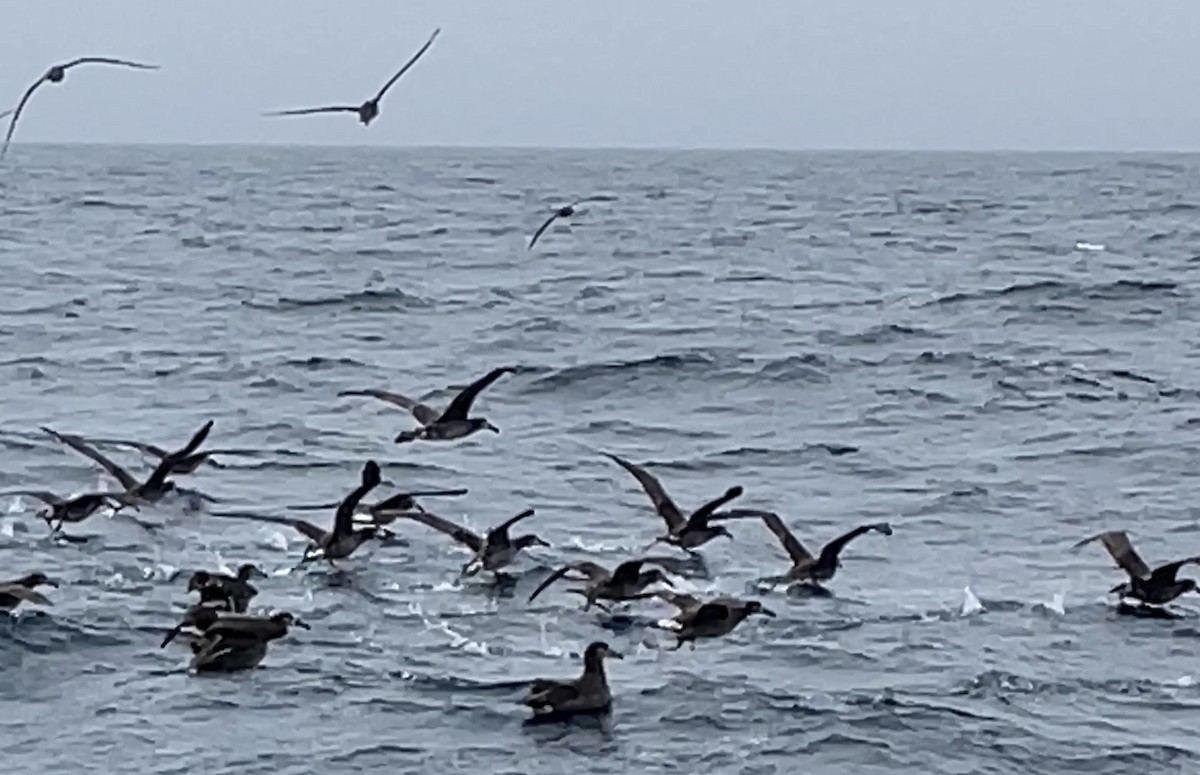 Black-footed Albatross - ML563849311