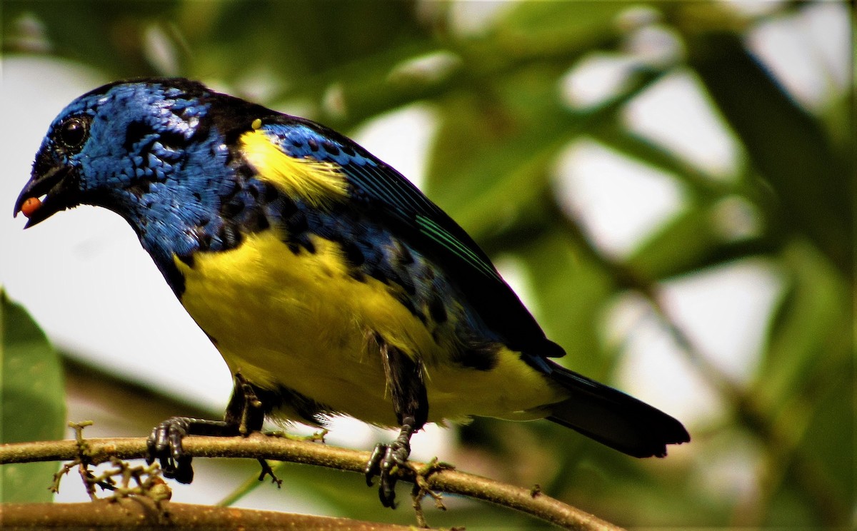 Turquoise Tanager - Juan Carlos Luna Garcia