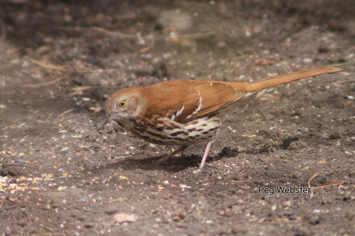 Brown Thrasher - ML563849451