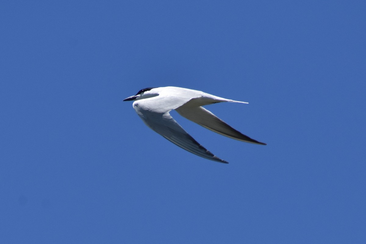 Gull-billed Tern - Evan Ward