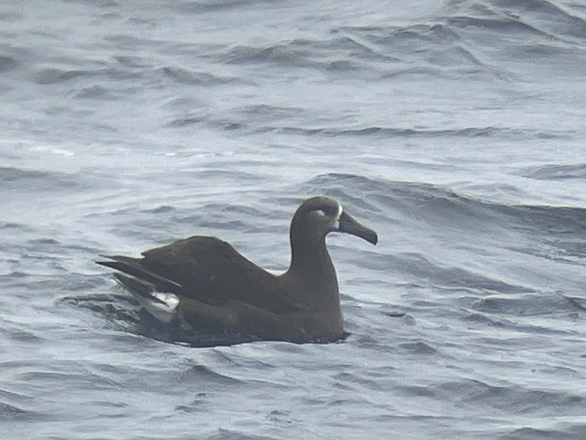 albatros černonohý - ML563850311