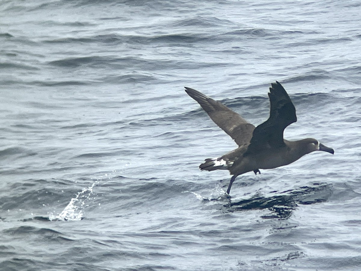 albatros černonohý - ML563850351