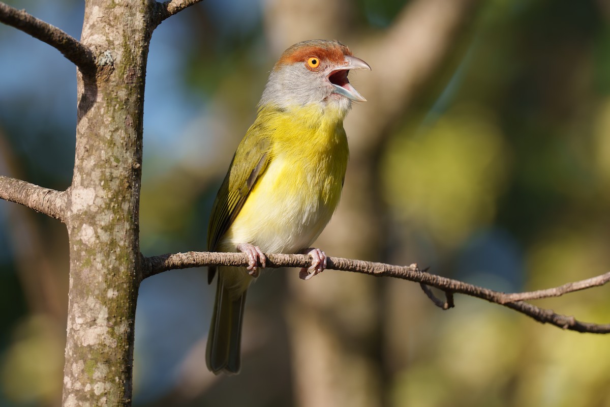 Rufous-browed Peppershrike - Austin Groff