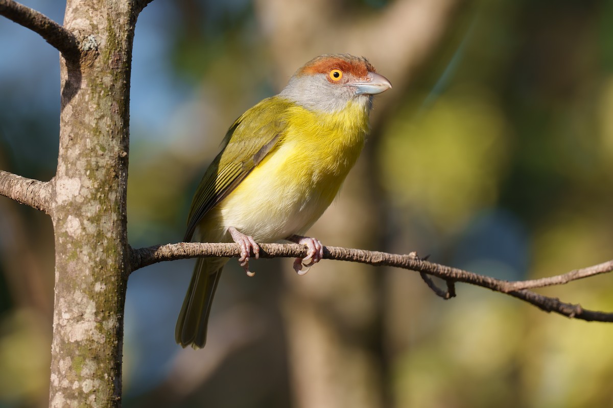 Rufous-browed Peppershrike - ML563850481