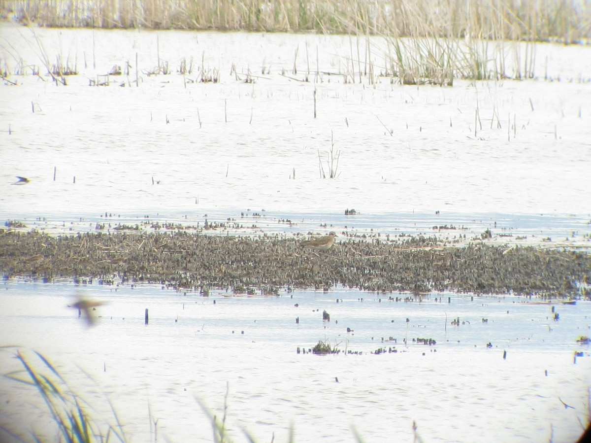 American Golden-Plover - ML56385061