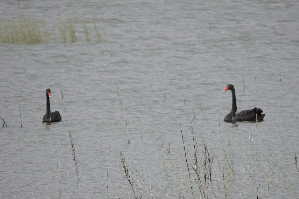 Black Swan - ML563851681