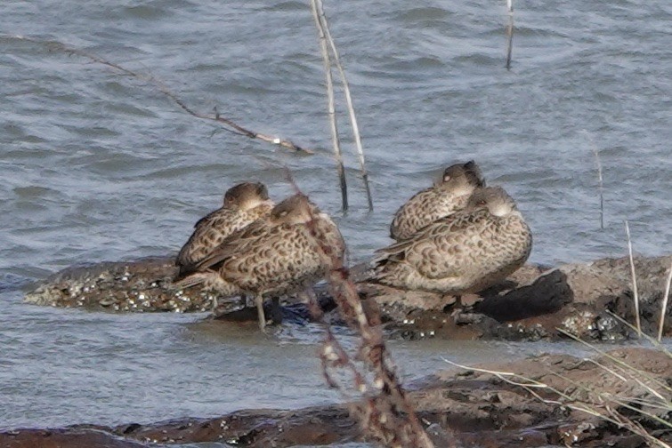 Gray Teal - John Beckworth