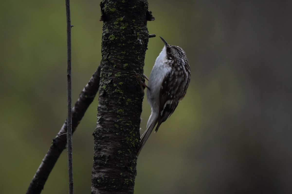 Brown Creeper - ML563851951