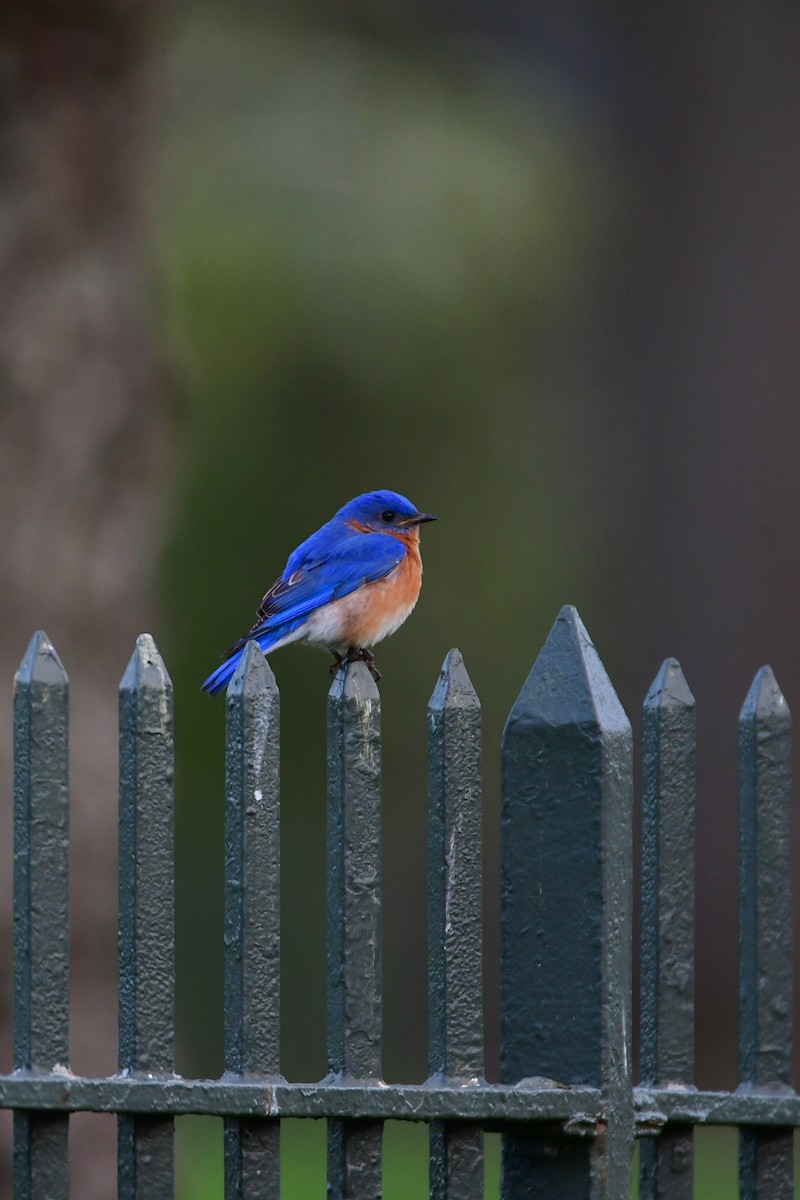 Eastern Bluebird - ML563852001