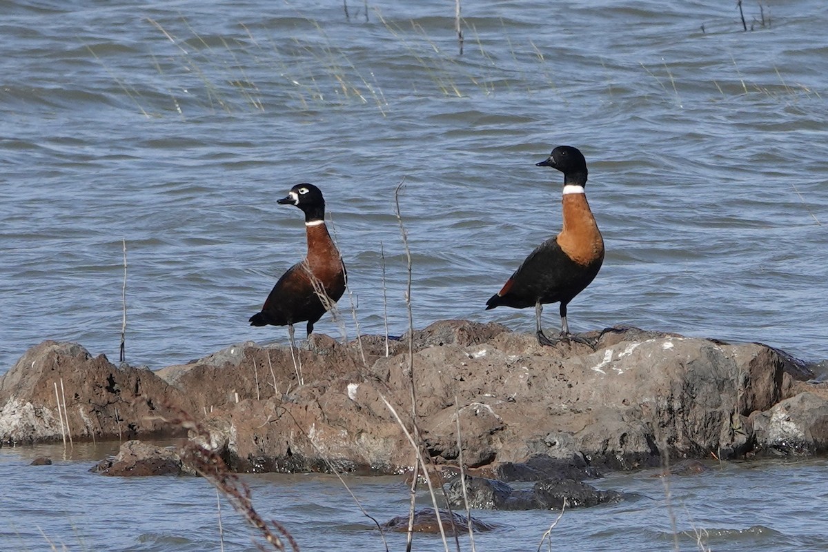 Australian Shelduck - ML563852011