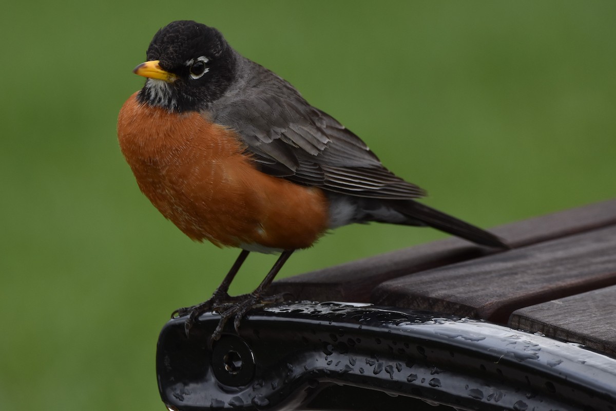 American Robin - ML563852031