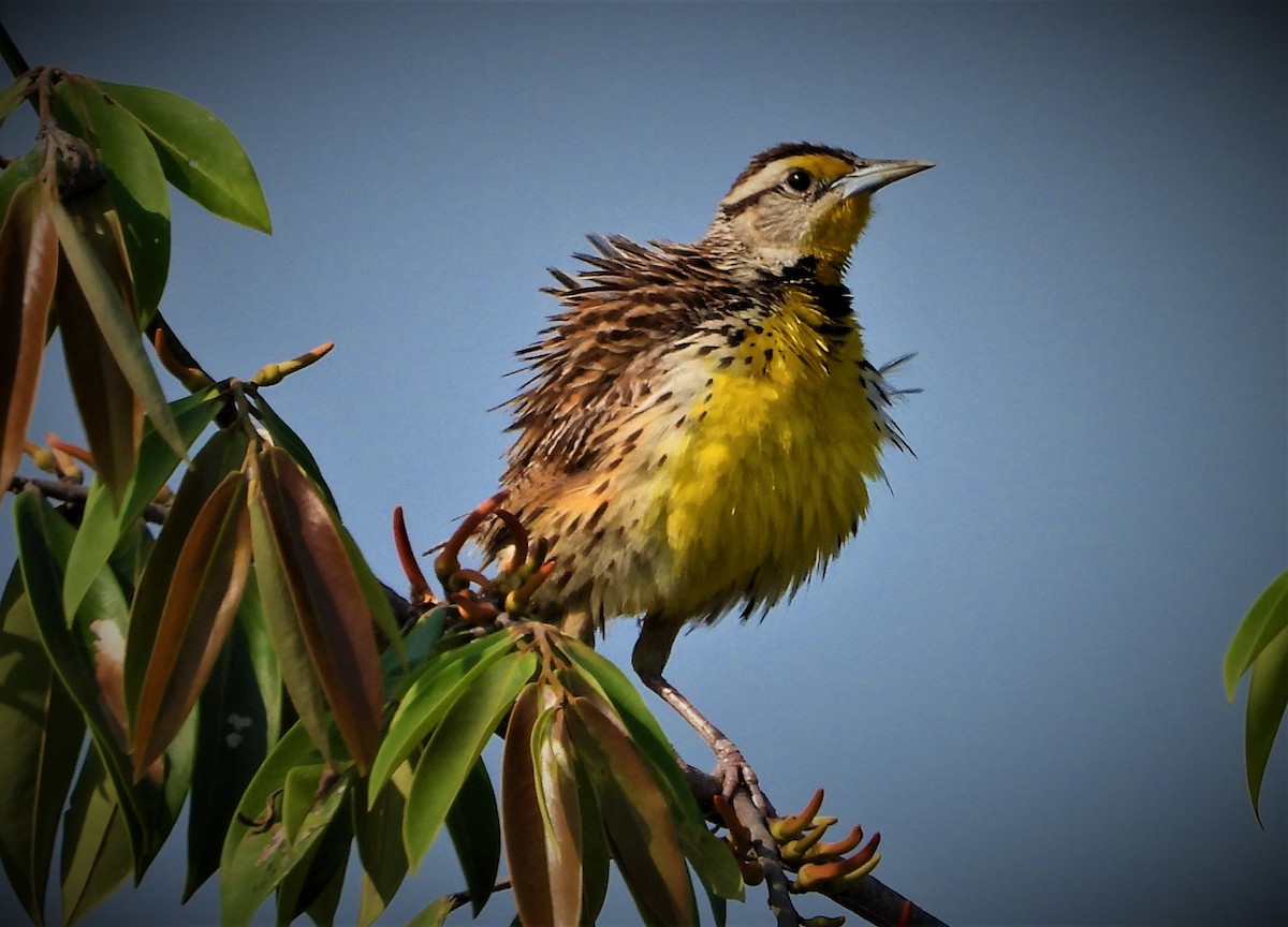 Eastern Meadowlark - ML563852091