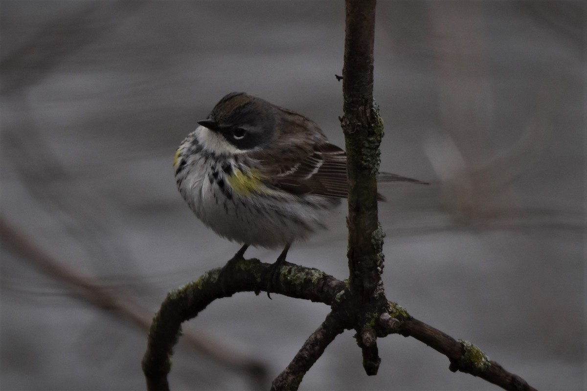 Yellow-rumped Warbler - ML563852131