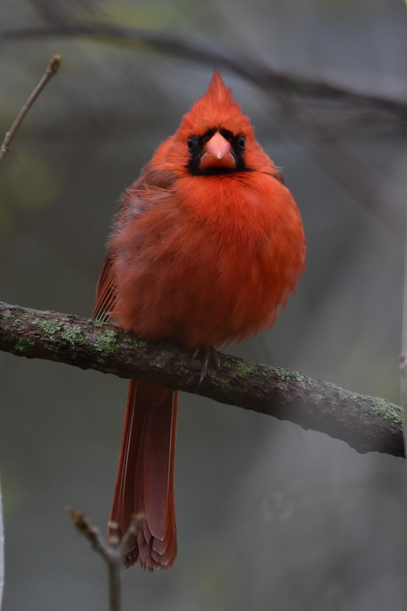 Northern Cardinal - Kay Collins