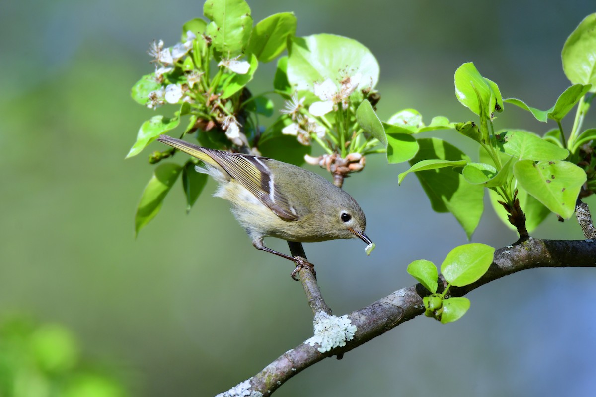 Ruby-crowned Kinglet - ML563852641