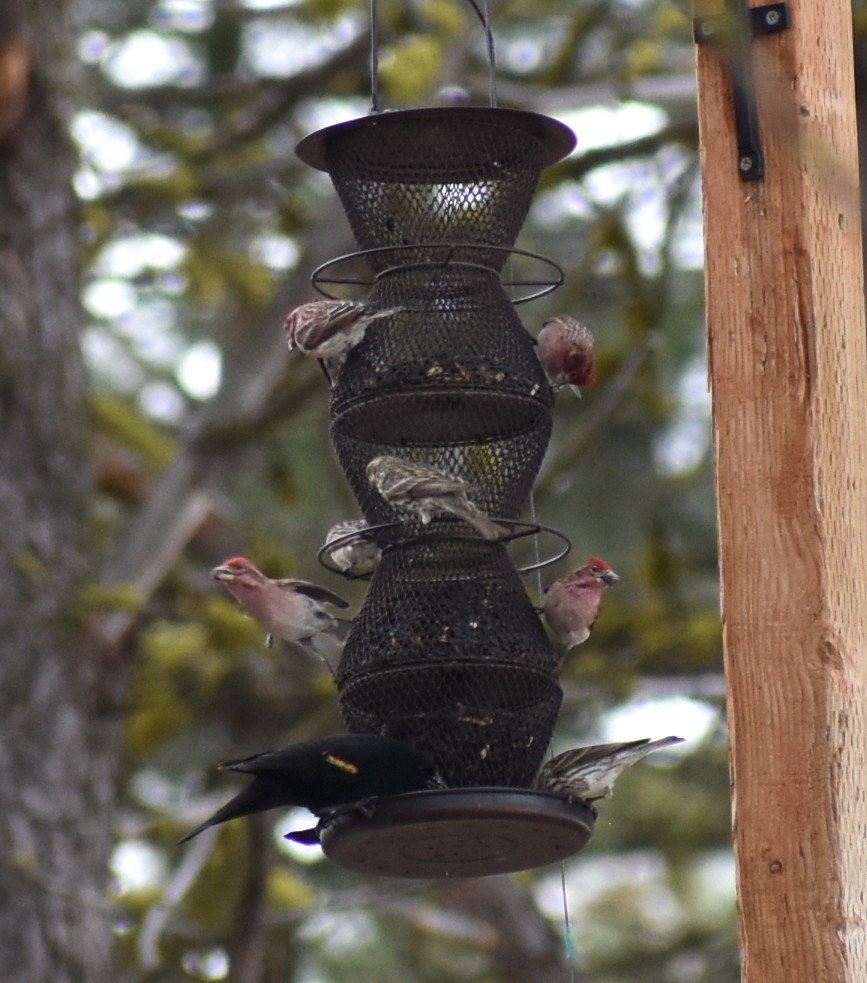 Cassin's Finch - ML563852991