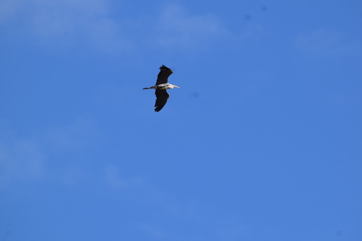 Хөх дэглий - ML563854341