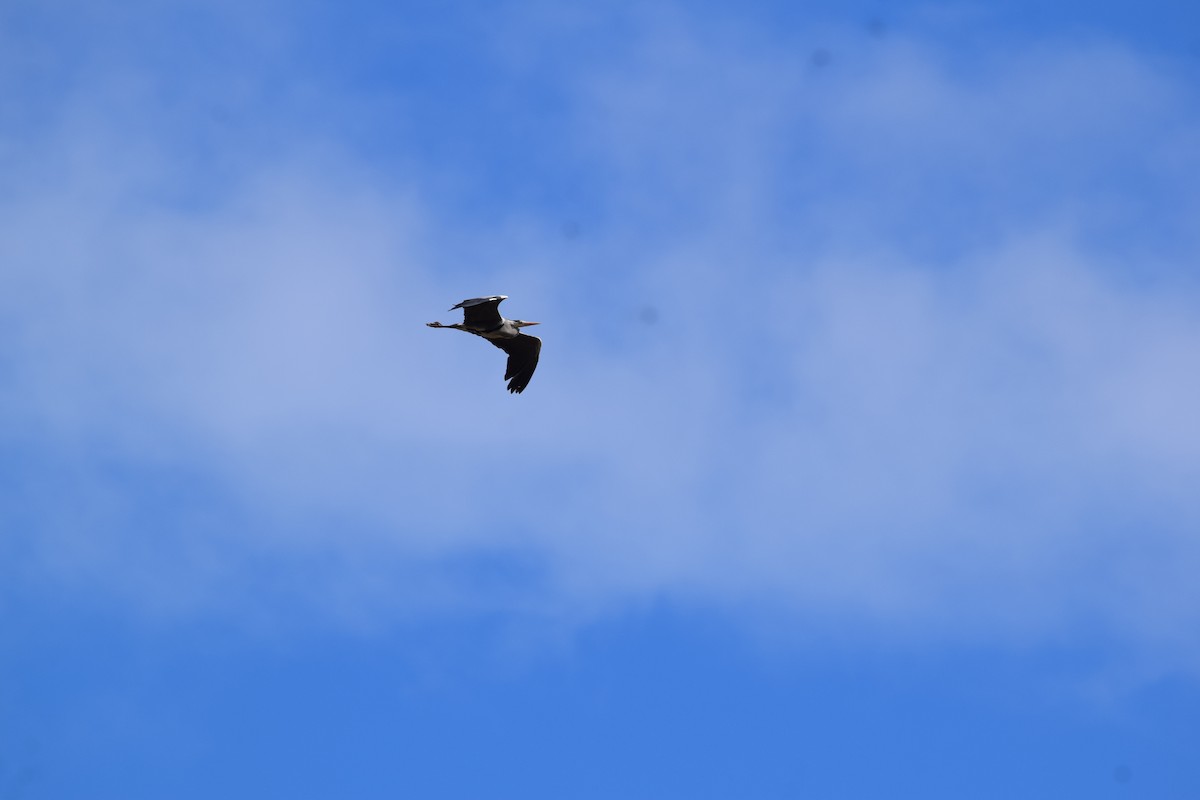 Хөх дэглий - ML563854351