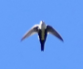 White-throated Swift - ML563855301