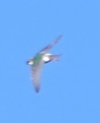 Violet-green Swallow - ML563855341