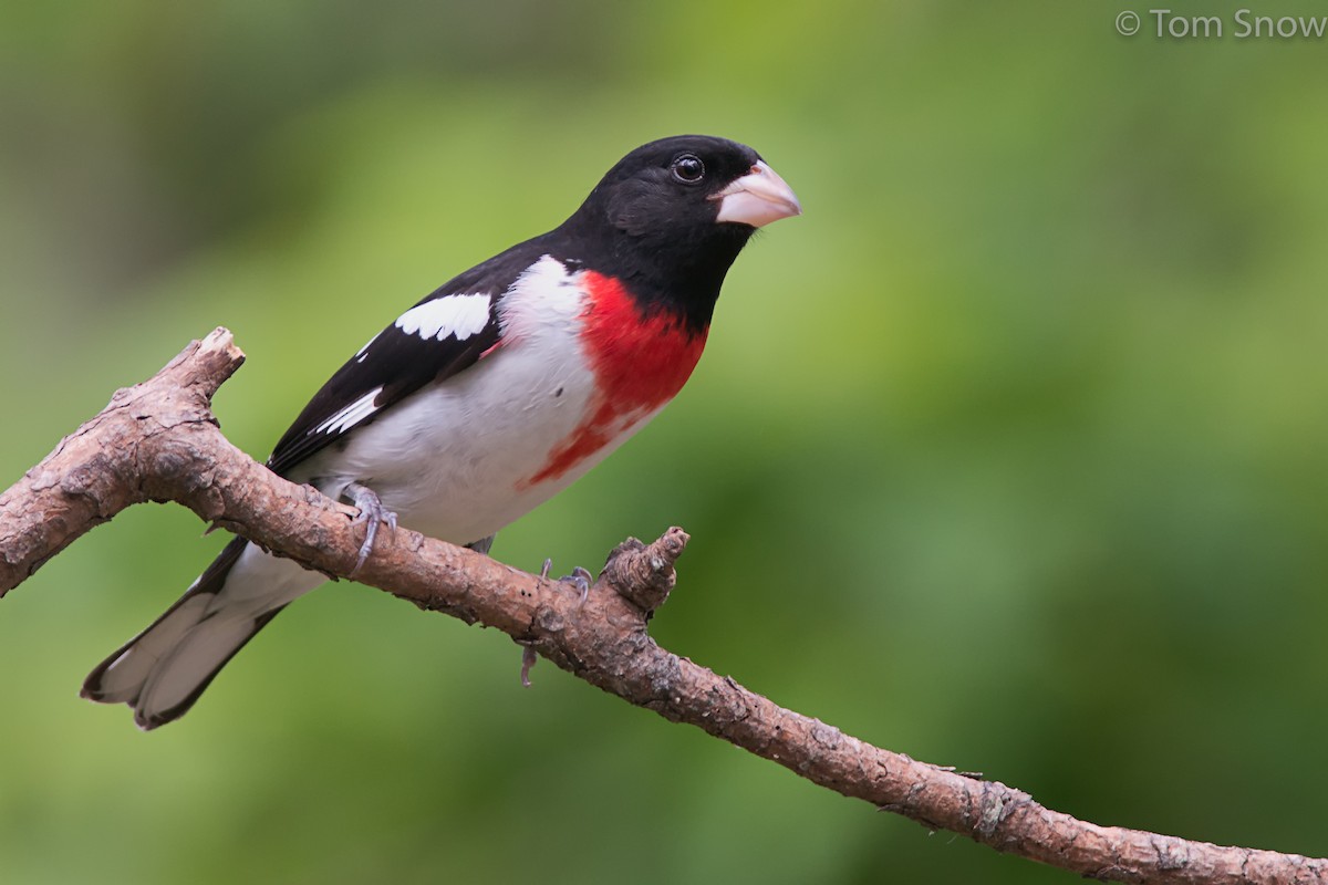 Rose-breasted Grosbeak - Tom Snow