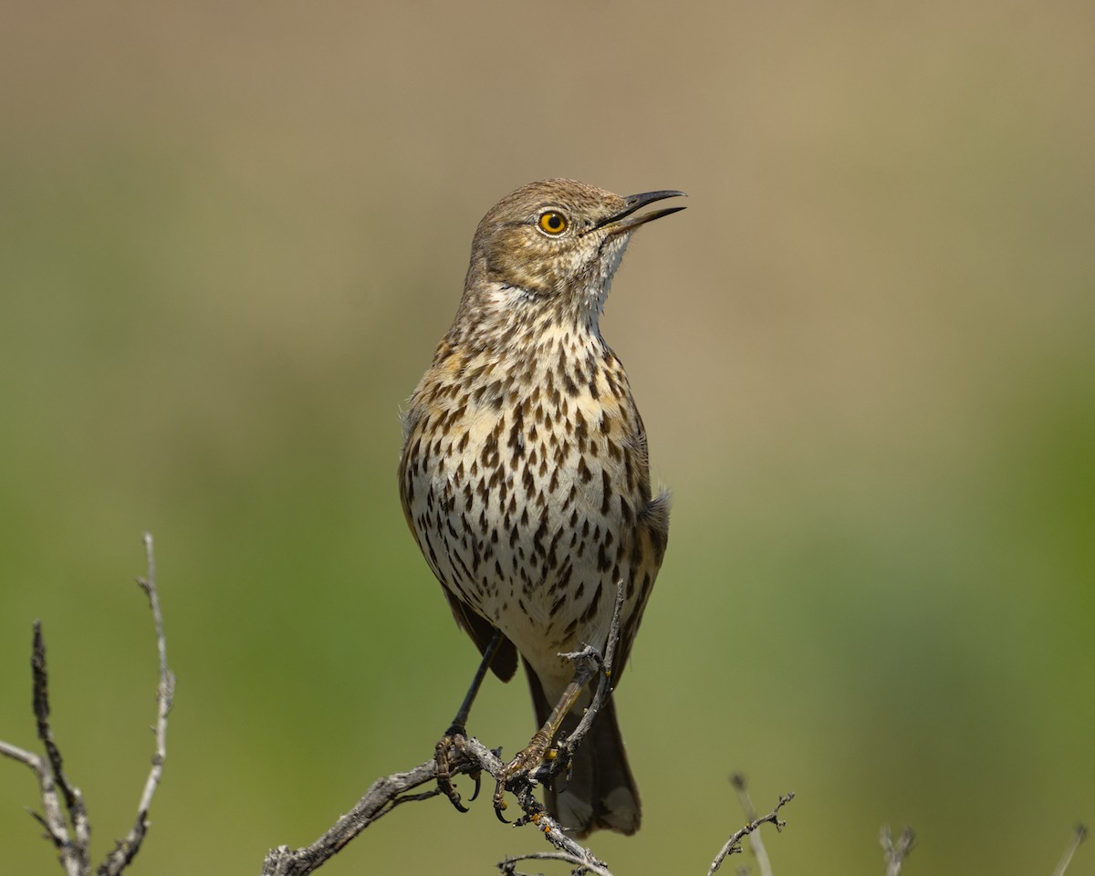 Sage Thrasher - ML563855521