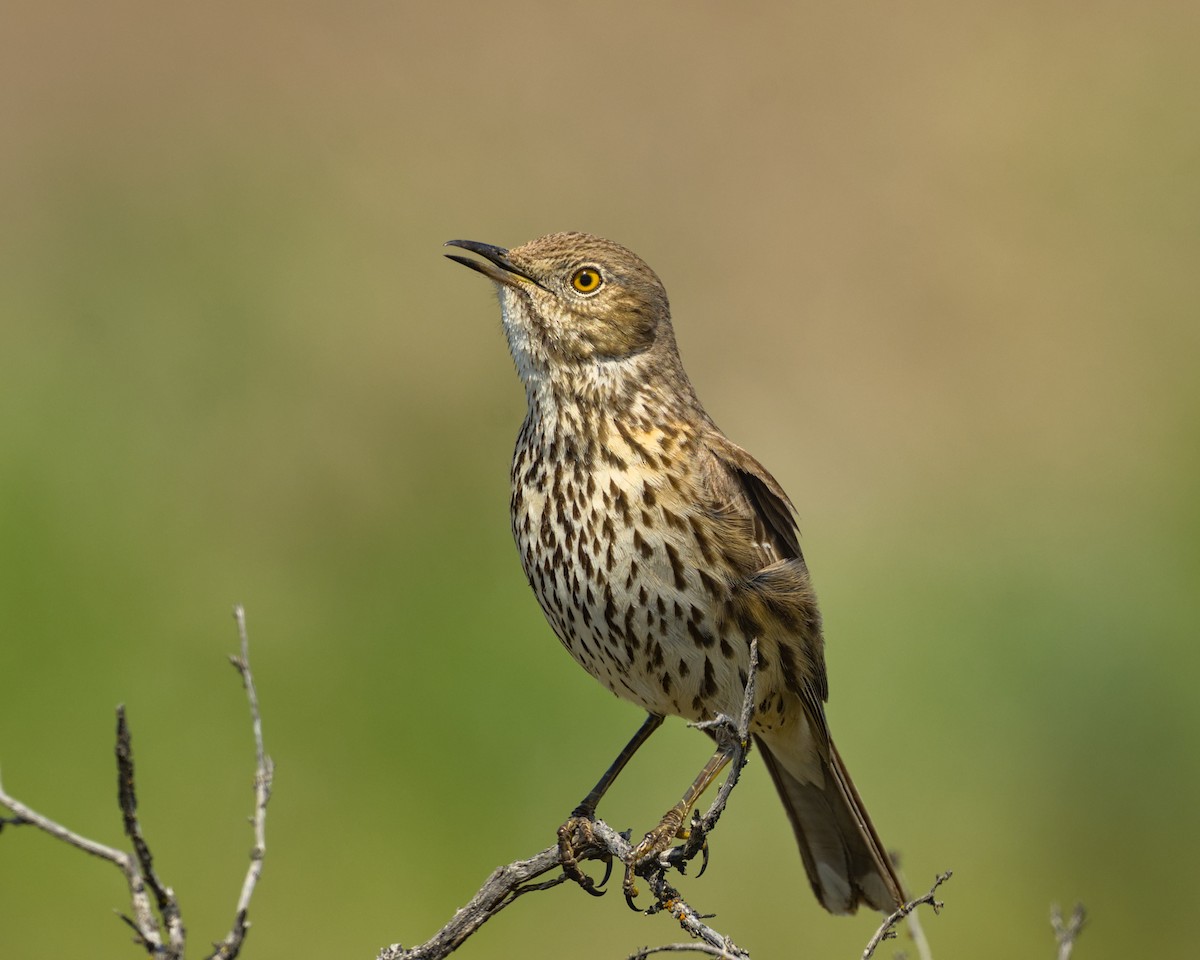 Sage Thrasher - ML563855531