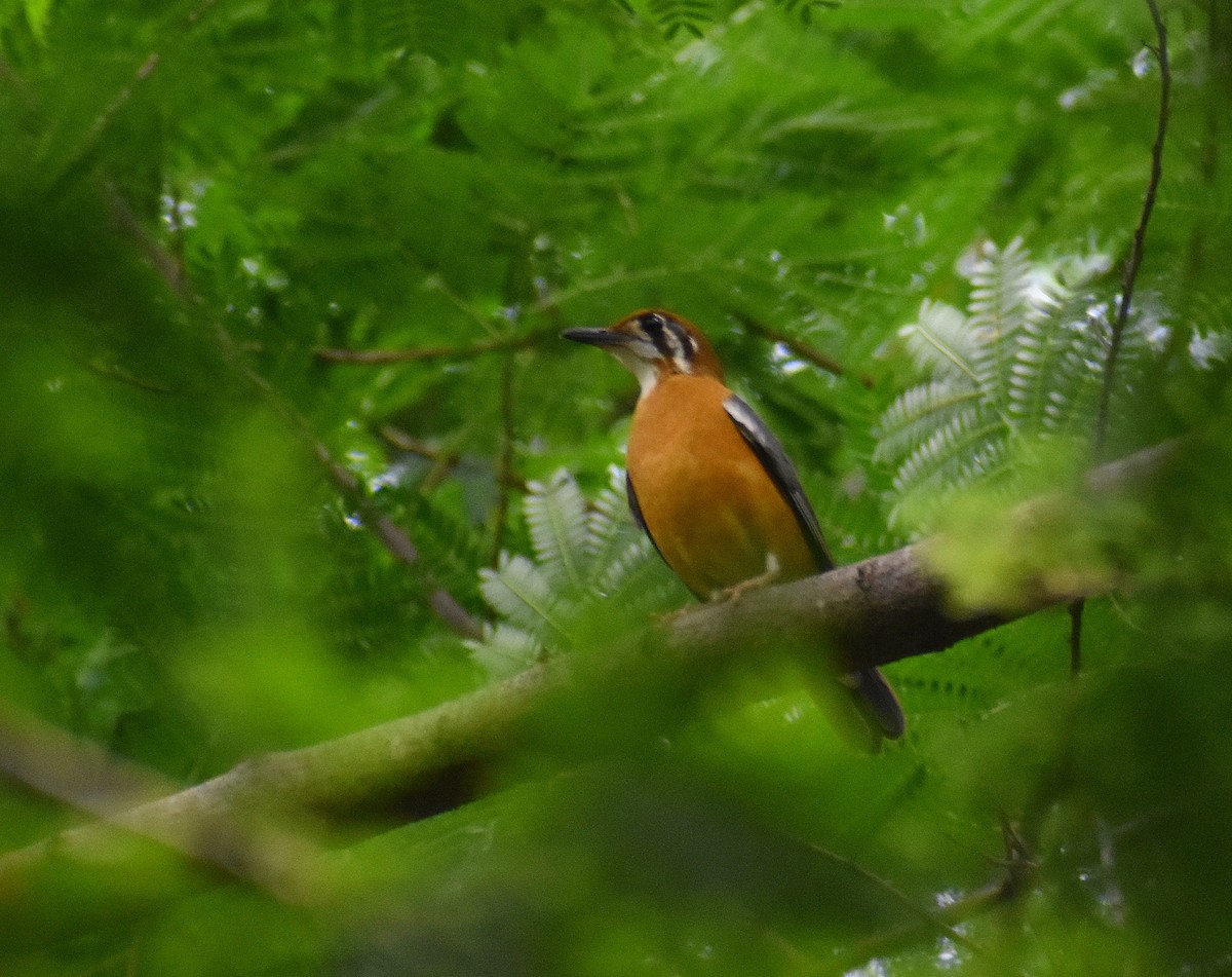 Orange-headed Thrush - Anand Birdlife