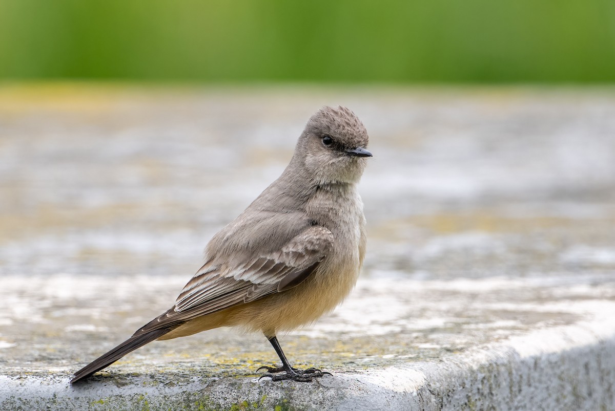 Say's Phoebe - Mel Senac