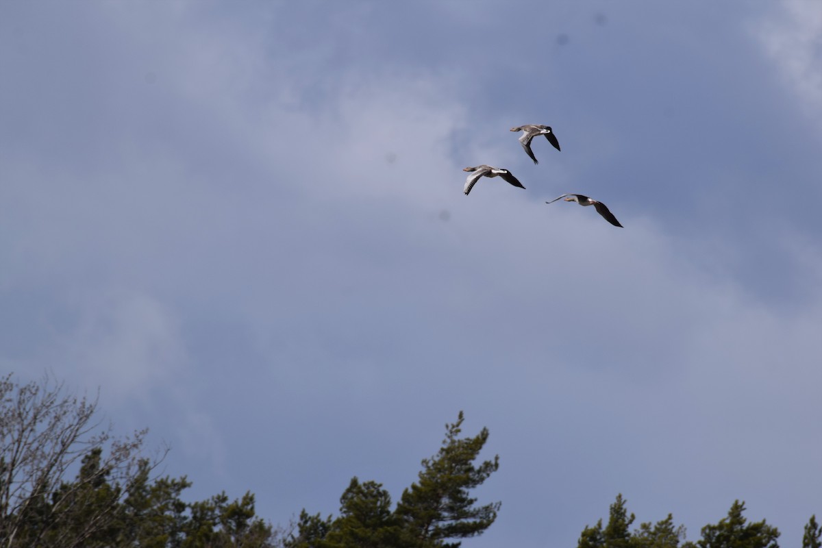 Graylag Goose - Sunanda Vinayachandran