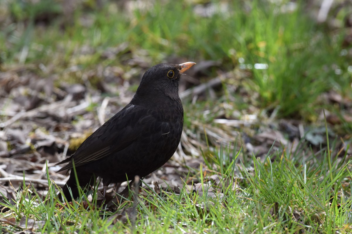 Eurasian Blackbird - Sunanda Vinayachandran