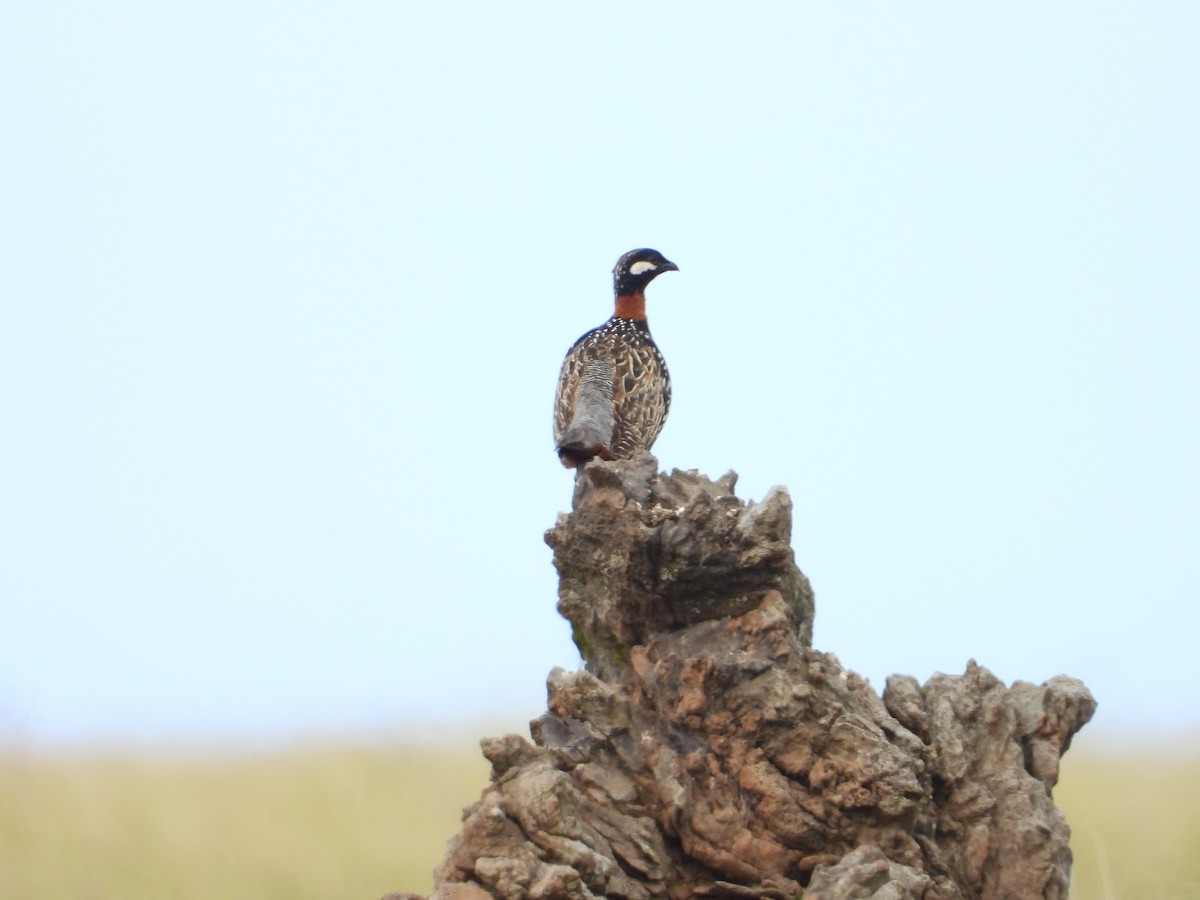 Black Francolin - ML563857711