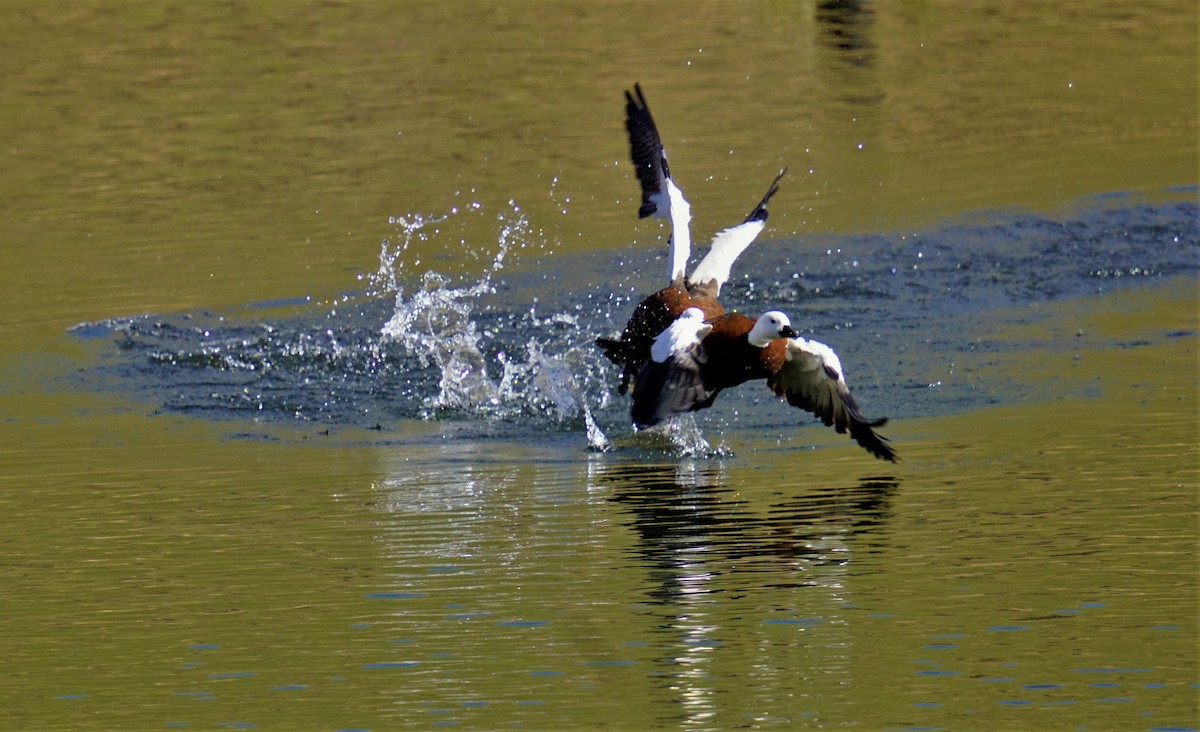 Paradise Shelduck - ML563857731