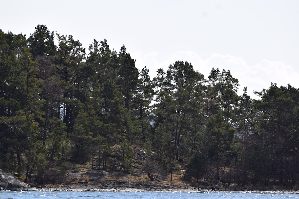 White-tailed Eagle - Sunanda Vinayachandran