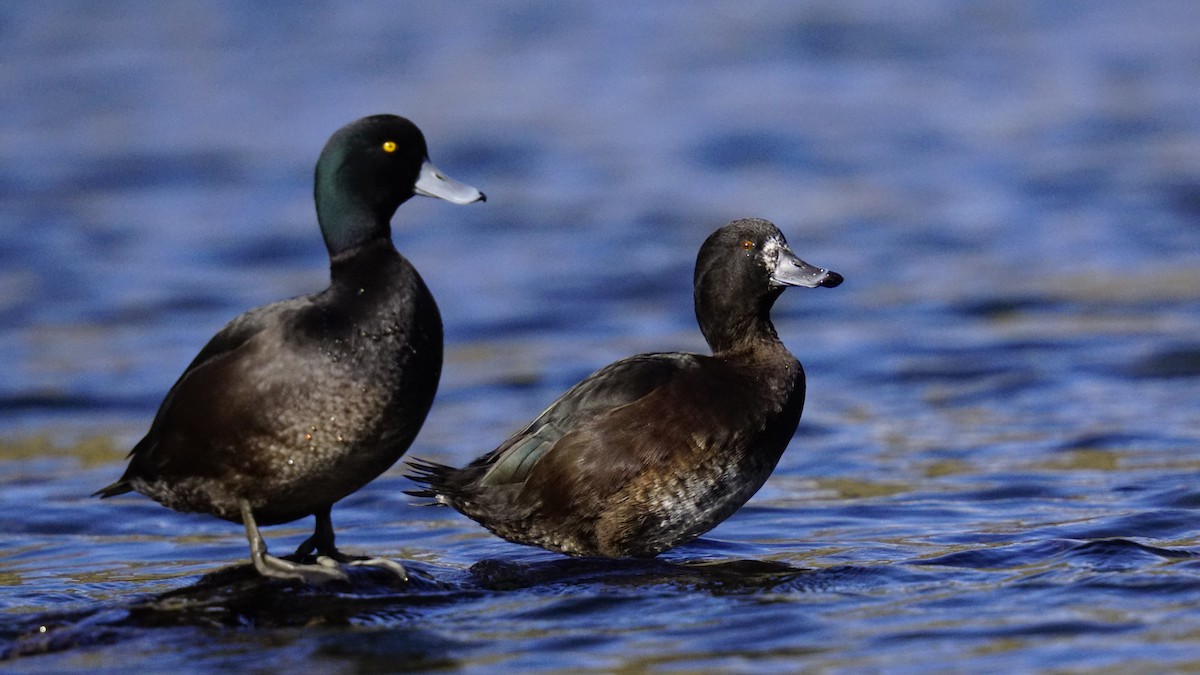 New Zealand Scaup - ML563858211