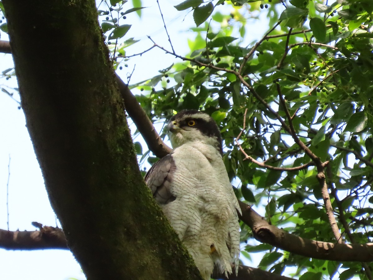 Eurasian Goshawk - ML563859781