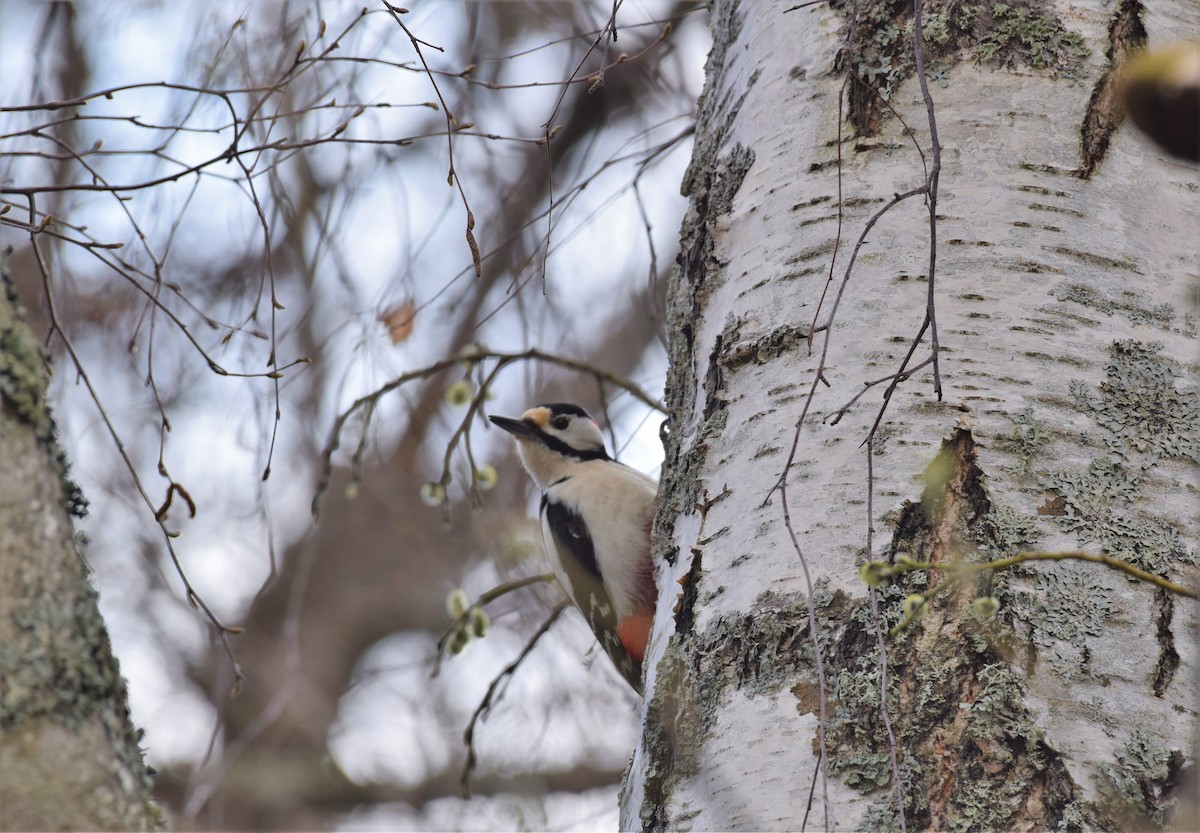 Great Spotted Woodpecker - Sunanda Vinayachandran
