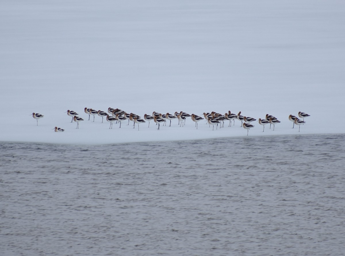 Avocette d'Amérique - ML563861301