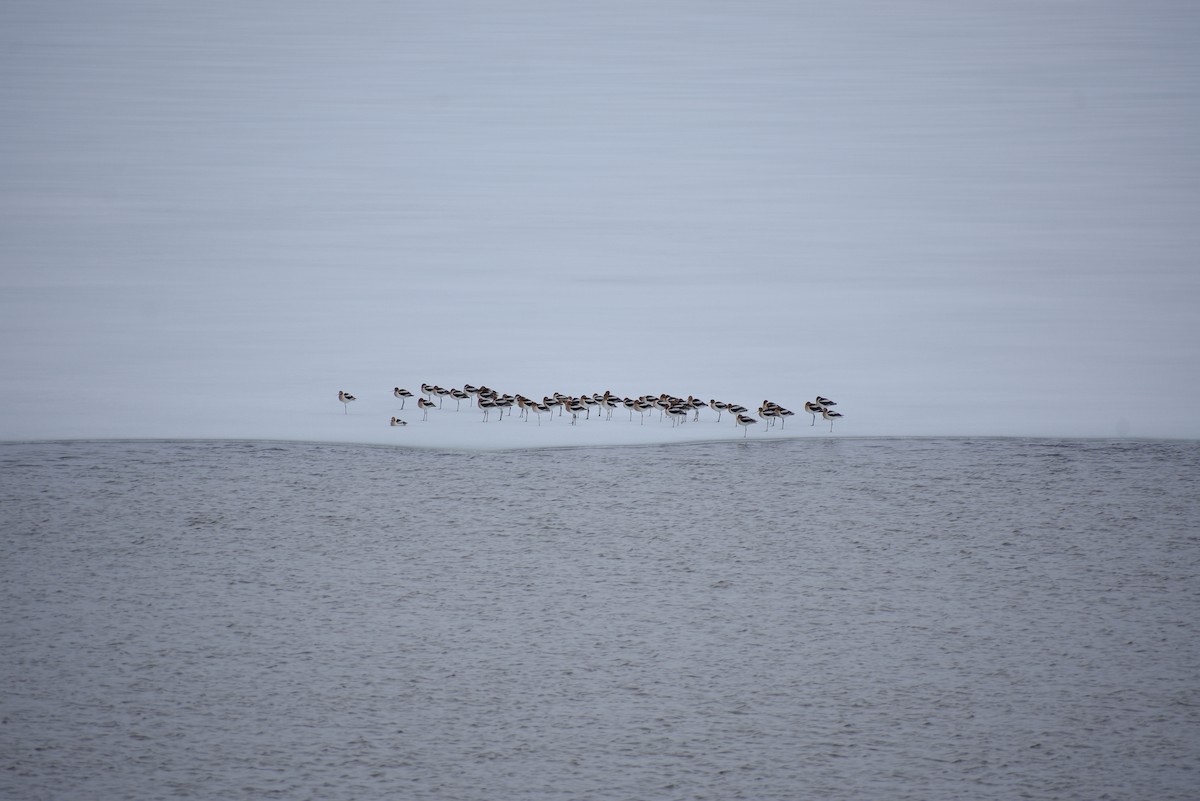 Avoceta Americana - ML563861311