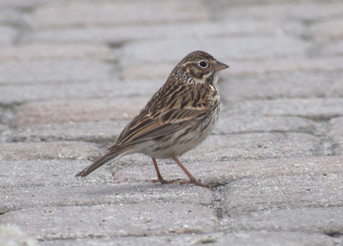 Vesper Sparrow - M. Rogers