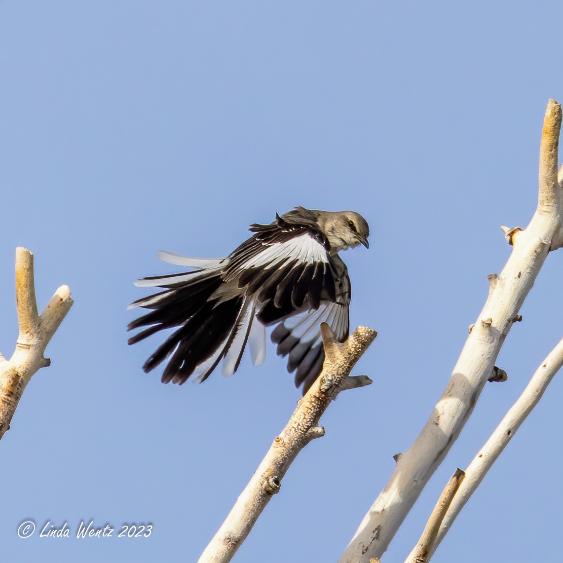 Northern Mockingbird - ML563862271