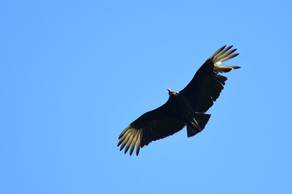 Black Vulture - ML563863391