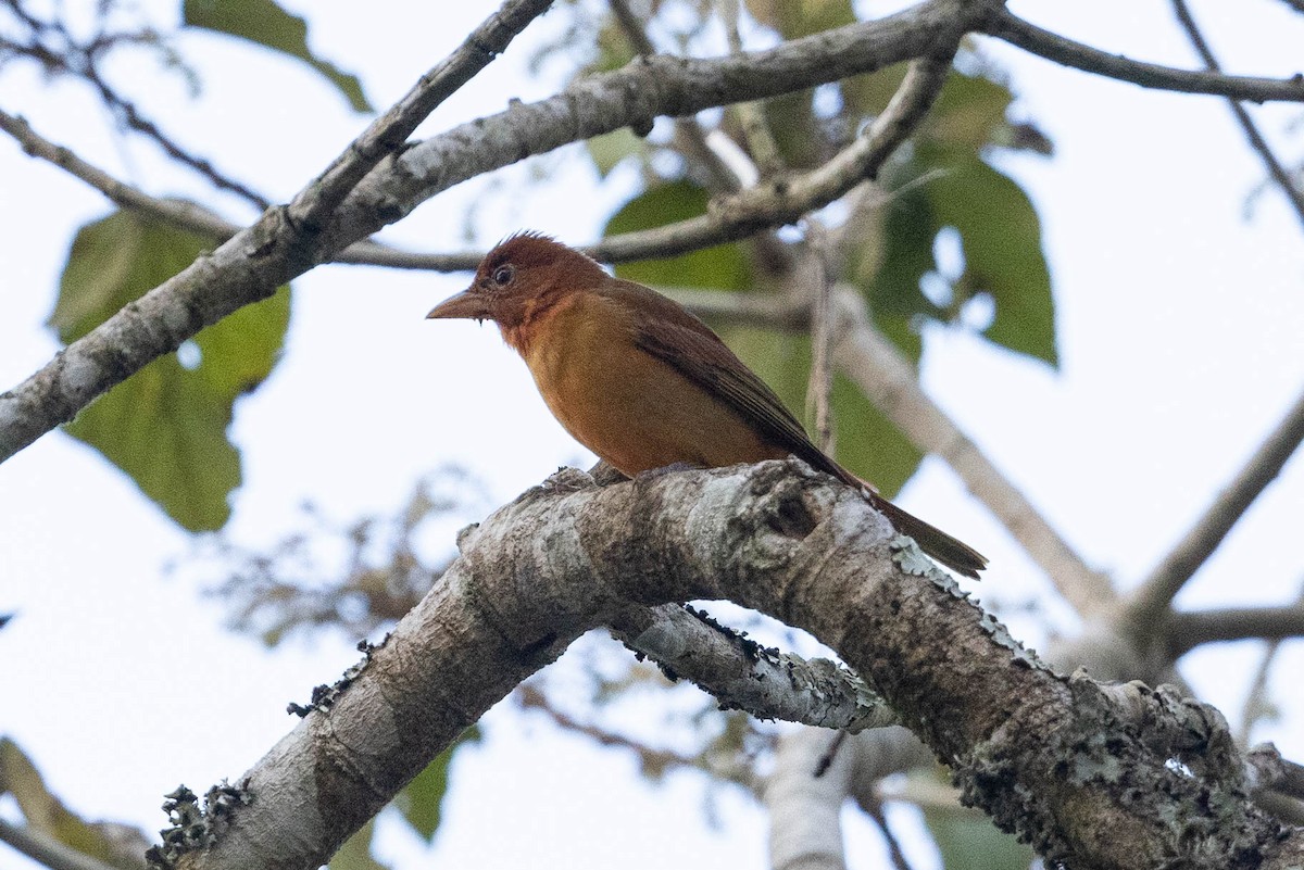 Summer Tanager - Eric VanderWerf