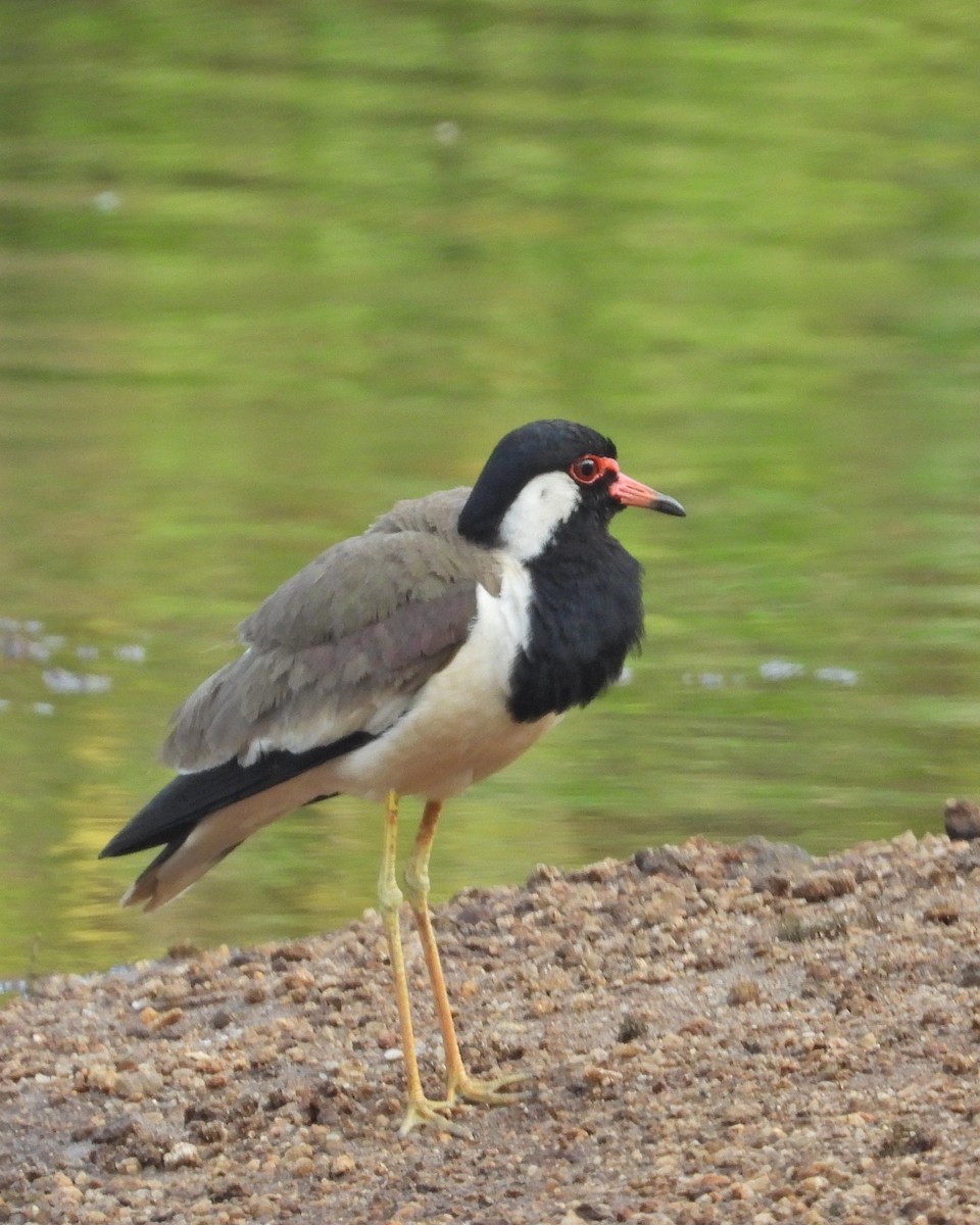 Red-wattled Lapwing - Ambady Sasi