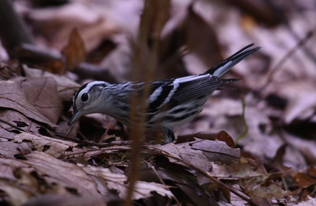 Black-and-white Warbler - ML563866051