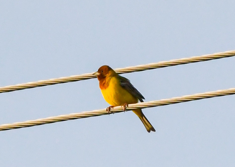 Red-headed Bunting - ML563867071
